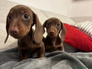Bassotto cani cuccioli di Bassotto nano chocolate - Annuncio 1