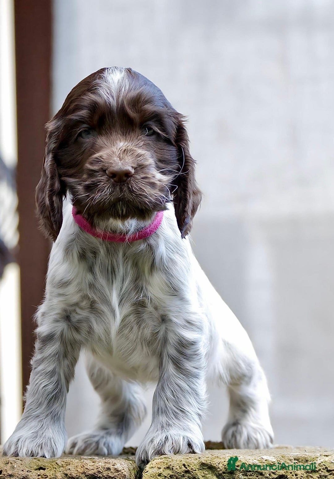 Cocker cani in vendita: Cocker Spaniel Inglesi - Cioccolato Roano  - Annuncio 21