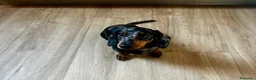 Bassotto cani in vendita: BASSOTTO Bellissimo cucciolo  - Annuncio 6