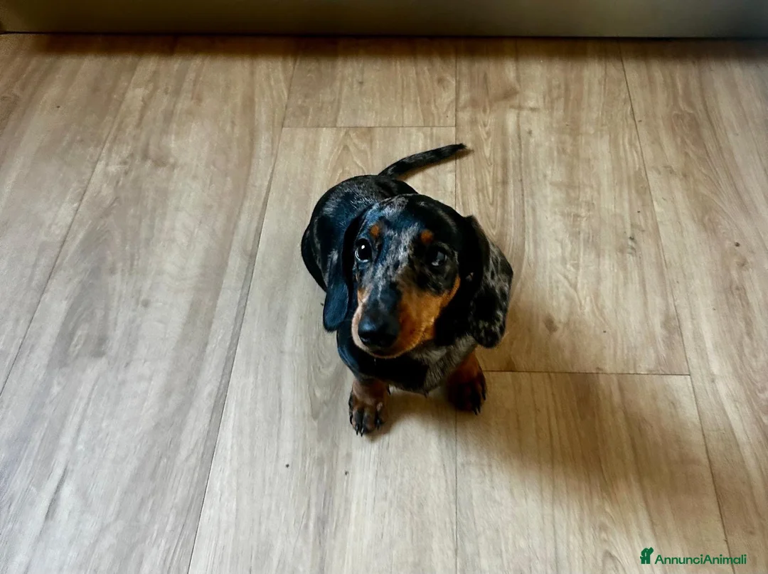 Bassotto cani in vendita: BASSOTTO Bellissimo cucciolo  - Annuncio 6