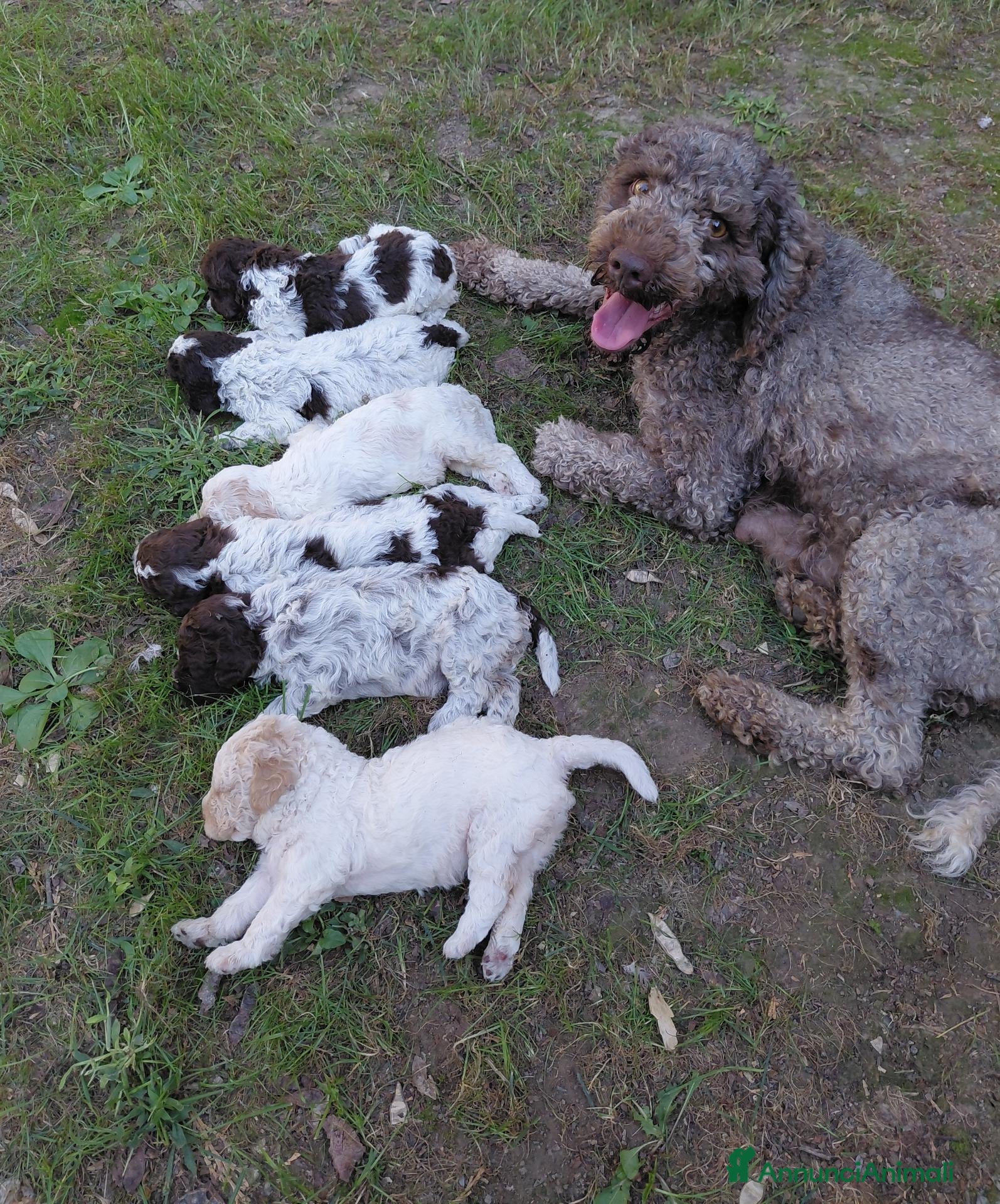 Lagotto cani Cuccioli lagotto romagnolo - Annuncio 1