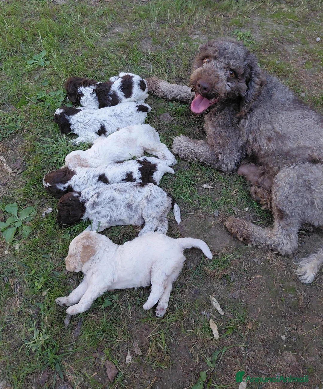 Lagotto cani in vendita: Cuccioli lagotto romagnolo - Annuncio 1