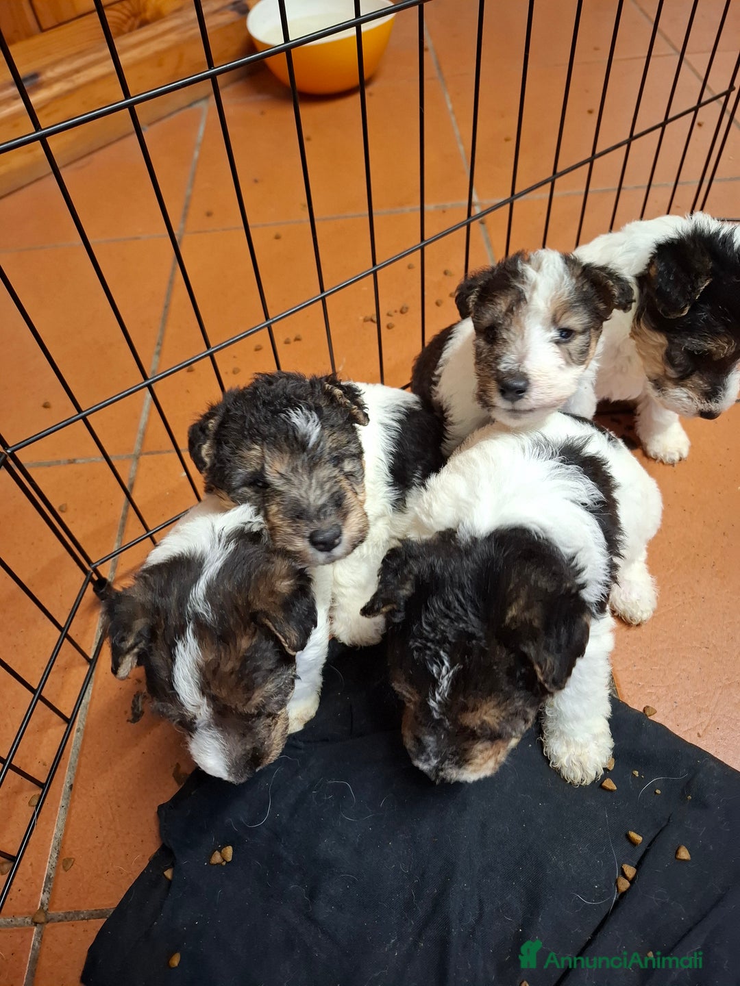 Fox Terrier cani in vendita: vendita cuccioli fox terrier - Annuncio 3