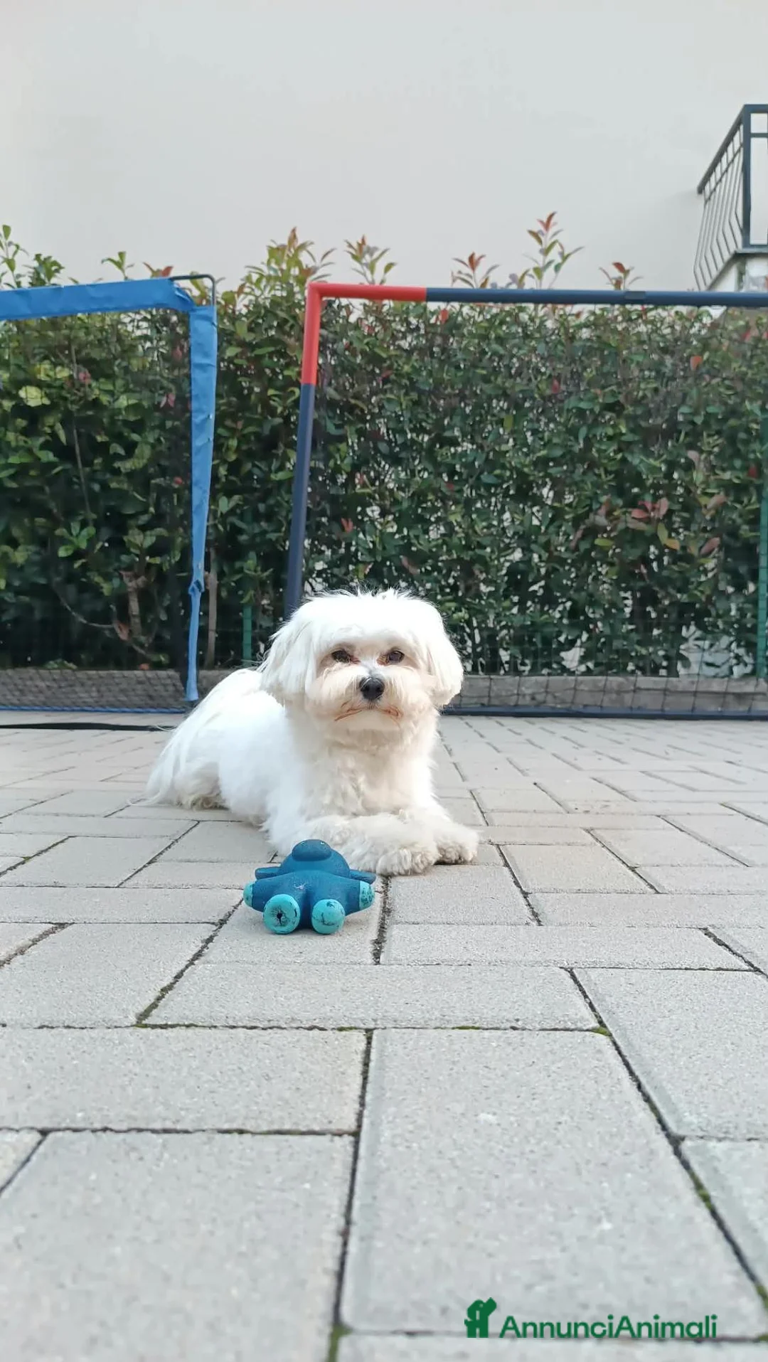Maltese cani per accoppiamento: Splendido Maltese Maschio x accoppiamento - Annuncio 5
