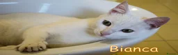 Altre razze gatti in regalo: BIANCA CERCA IL SUO LIETO FINE 🤍 a Città metropolitana di Milano - Annuncio 2