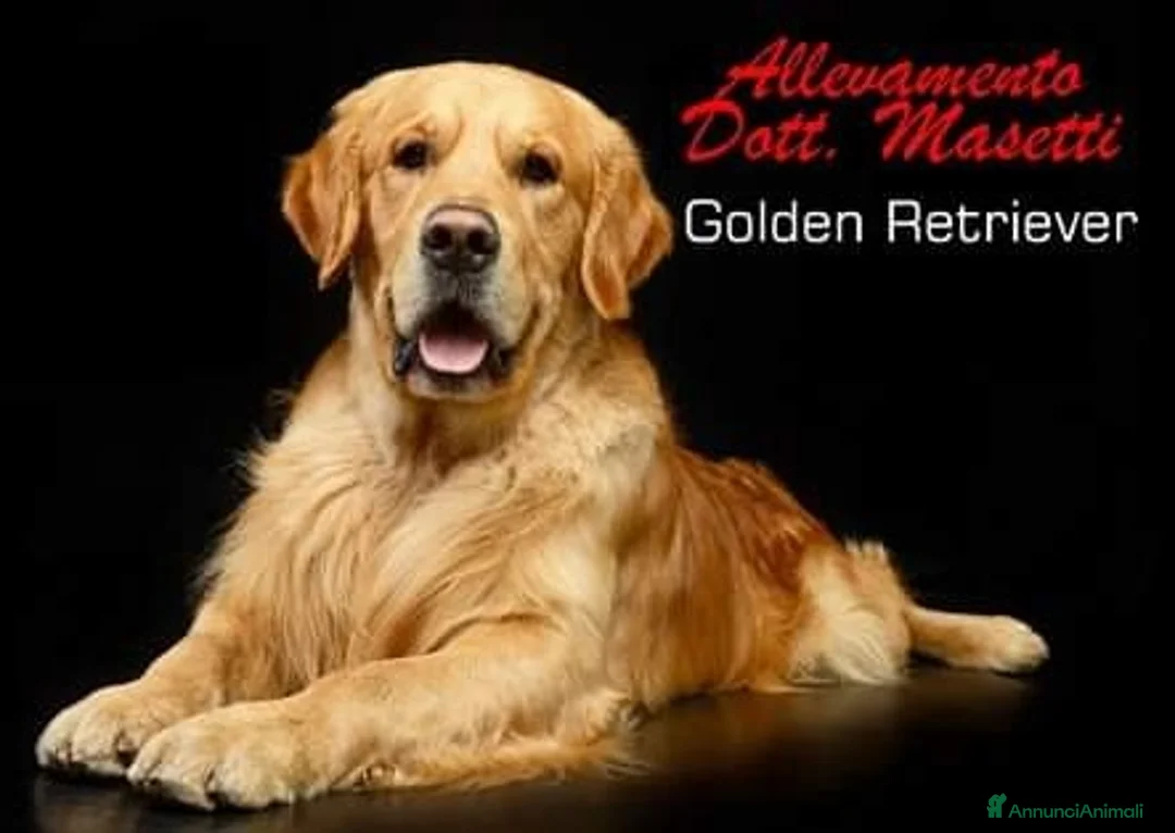 Immagine della galleria {{count}}