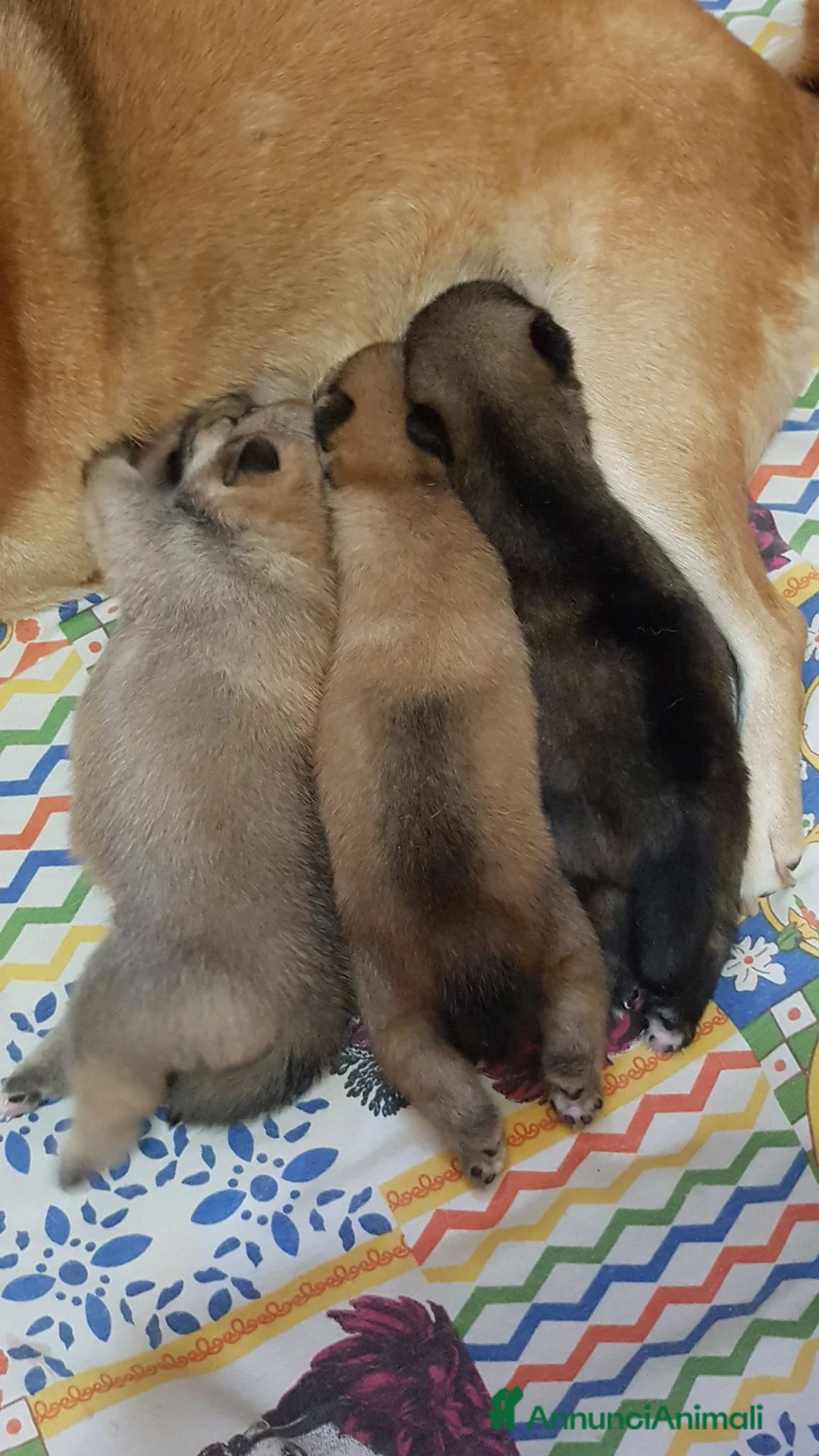 Shiba Inu cani in vendita: Shiba inu pedigree Enci  - Annuncio 2