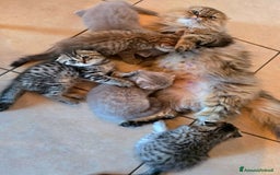 Scottish gatti in vendita: Cuccioli scottish fold e straight  a Provincia di Vicenza - Immagine 14