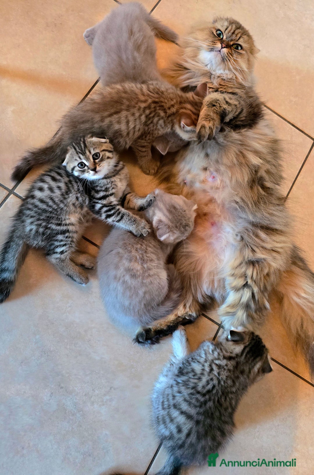 Scottish gatti in vendita: Cuccioli scottish fold e straight  a Provincia di Vicenza - Immagine 14