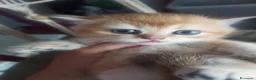 Scottish gatti in vendita: Scottish disponibili  a Provincia di Reggio Emilia - Annuncio 6