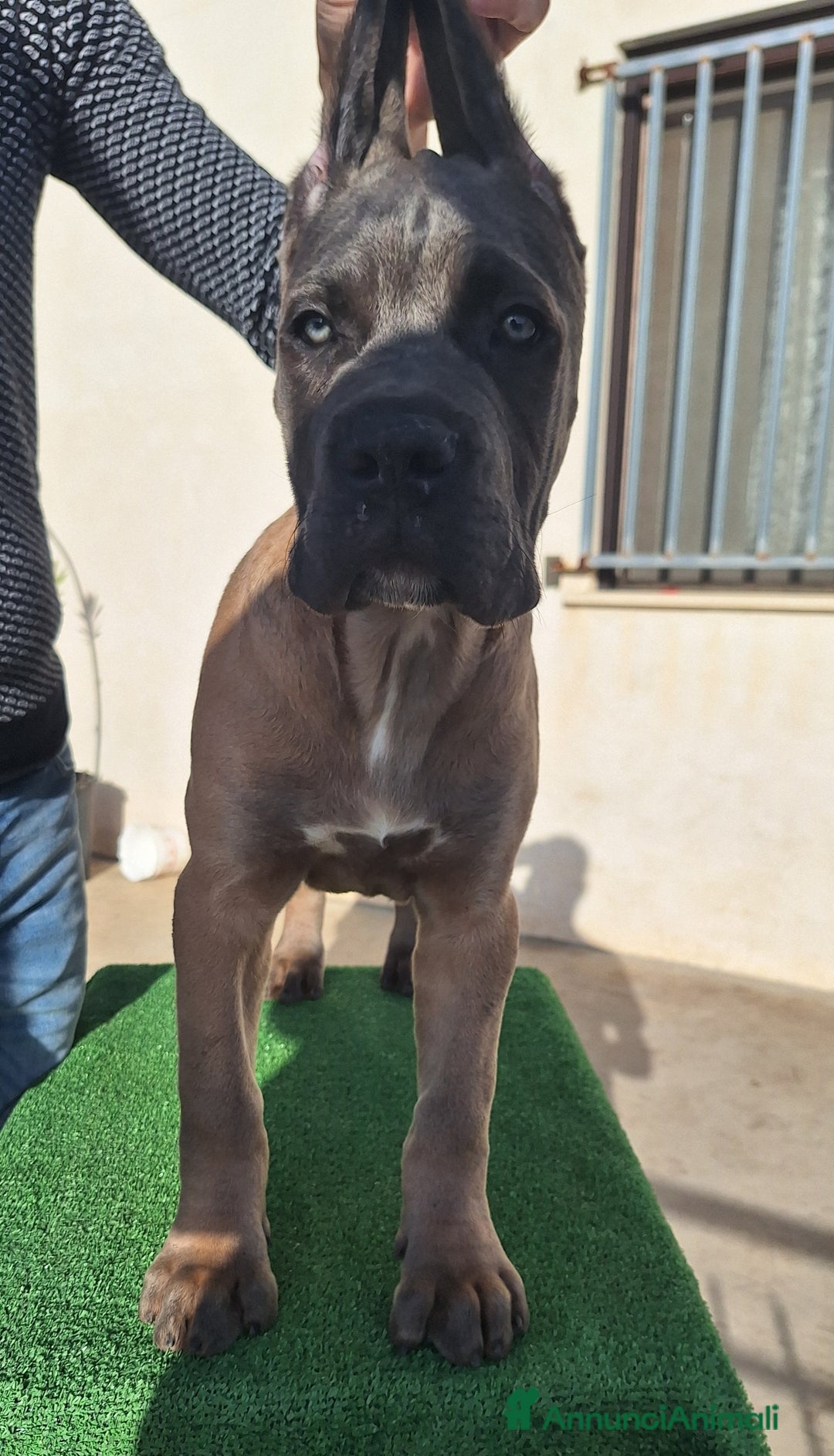 Cane Corso cani in vendita: Cucciole Cane Corso Pedigree - Annuncio 9