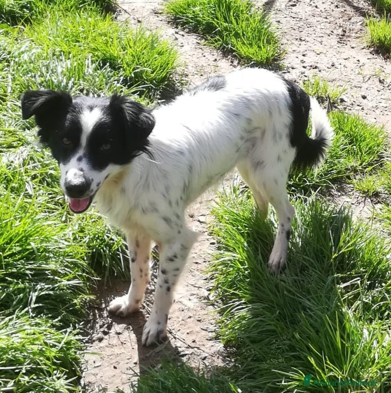 Meticcio cani TIMMY TAGLIA PICCOLA  a Provincia di Varese - Annuncio 11