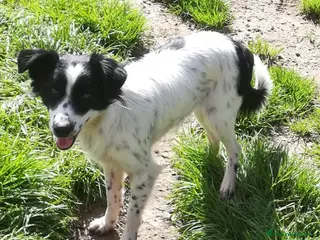 Meticcio cani TIMMY TAGLIA PICCOLA a Provincia di Varese - Annuncio 11