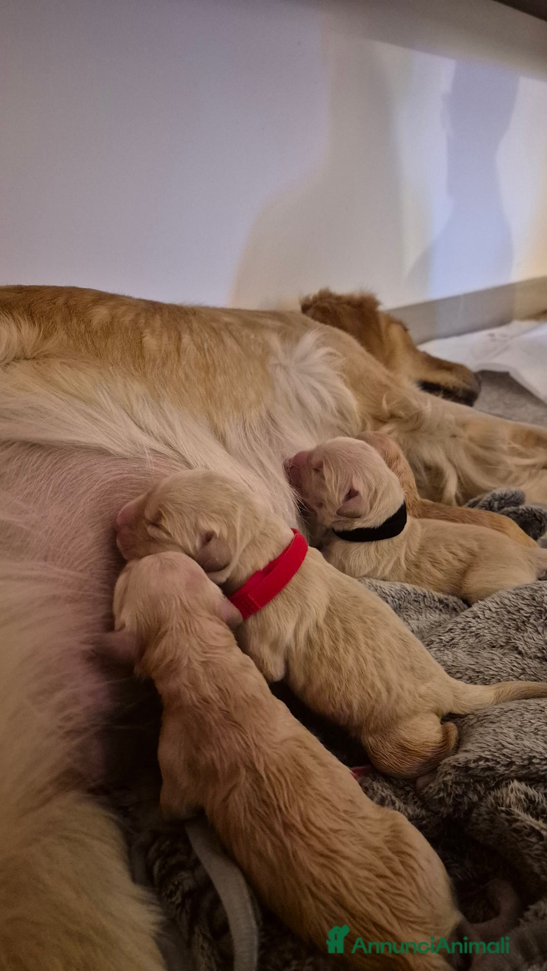 Golden Retriever cani in vendita: Cucciole di Golden Retriever - Annuncio 14