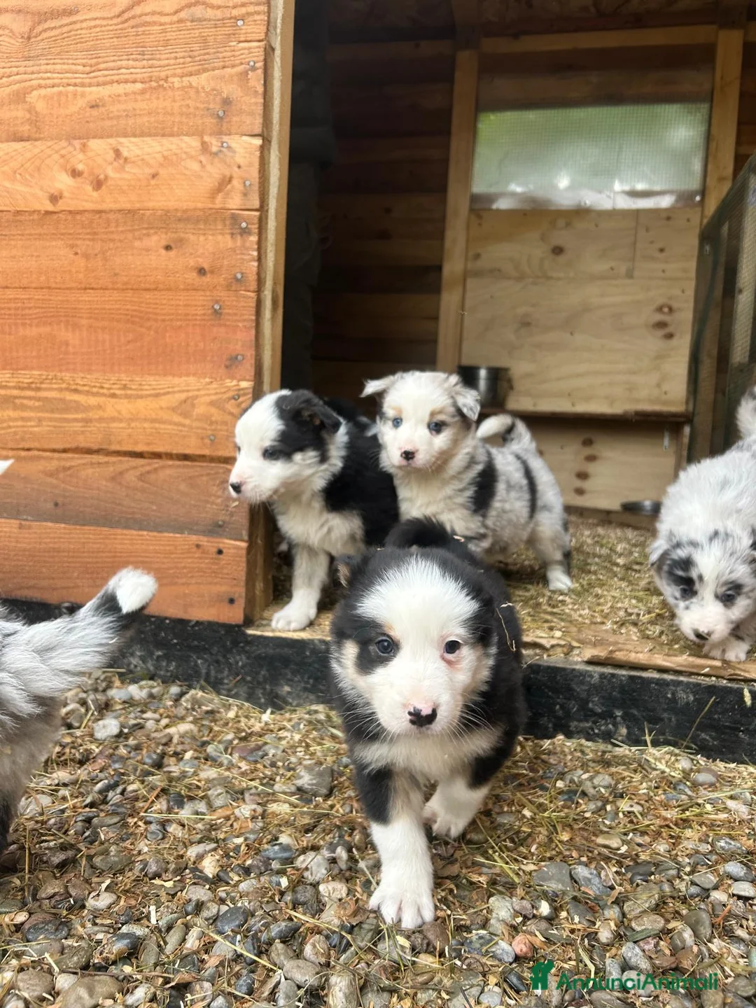 Border Collie cani in vendita:  Cucciolo di Border Collie  - Annuncio 12