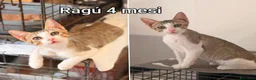 Altre razze gatti in regalo: Servono adozioni x questi micini  a Provincia di Modena - Annuncio 4