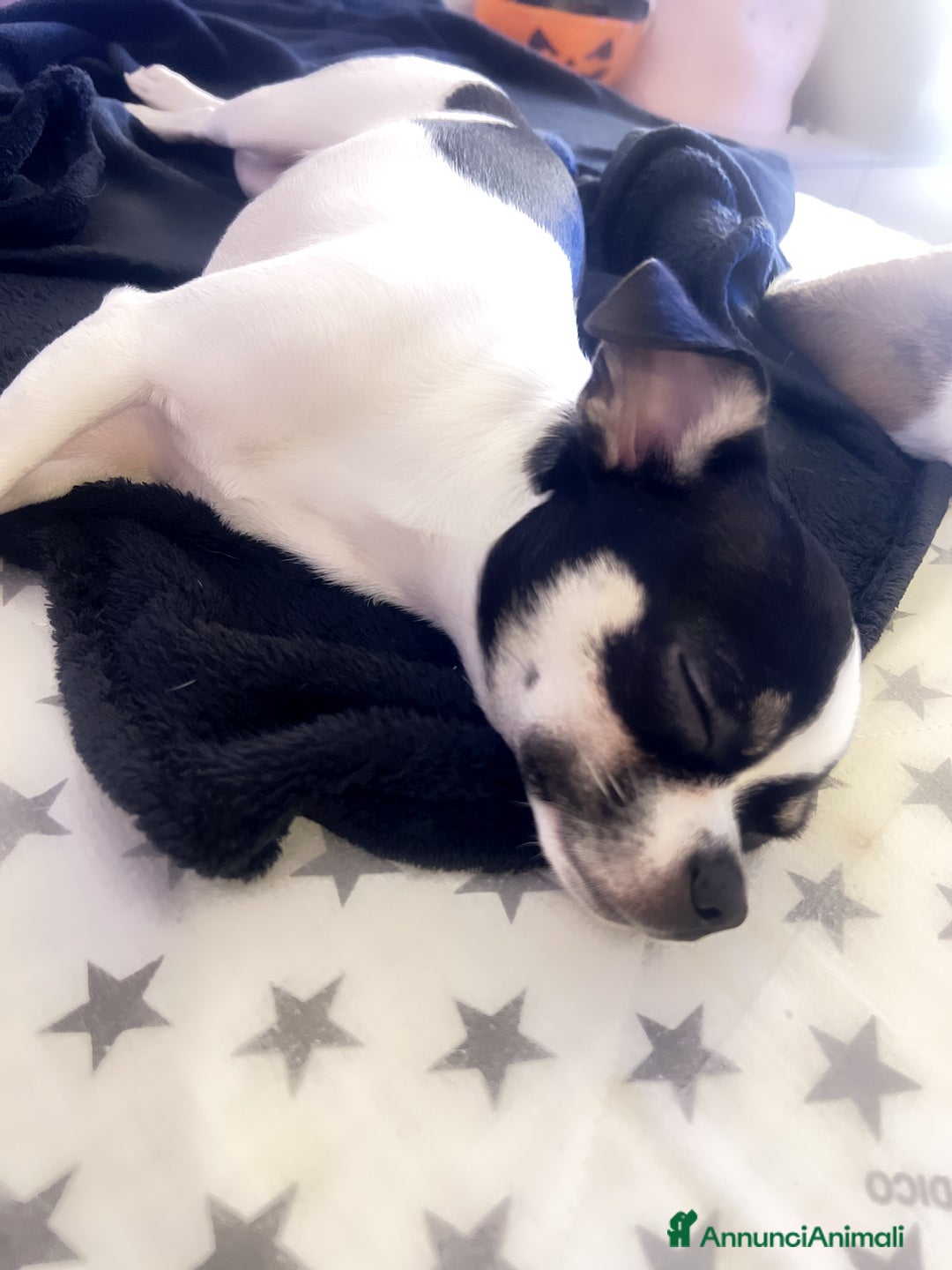 Chihuahua cani in vendita: Vendo un extra mini, chiuvava femmina - Annuncio 2