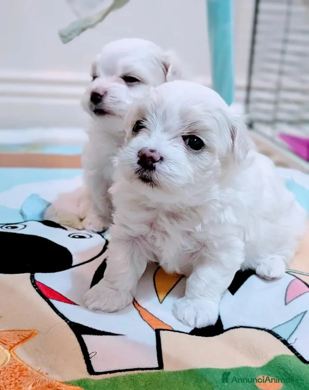 Maltese cani in vendita: Bellissimi Cuccioli di Maltese - Annuncio 11