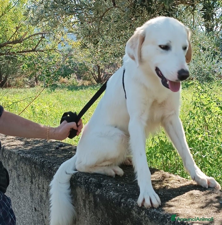 Mastino dei Pirenei cani Fratello e sorella 4anni tg media SOS CASACALABRIA a Città metropolitana di Milano - Annuncio 1