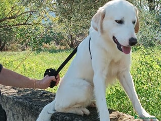 Mastino dei Pirenei cani Fratello e sorella 4anni tg media SOS CASACALABRIA a Città metropolitana di Milano - Annuncio 11