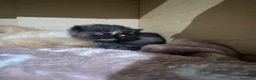 Persiano gatti in vendita: 4 cuccioli persiani  - Annuncio 8
