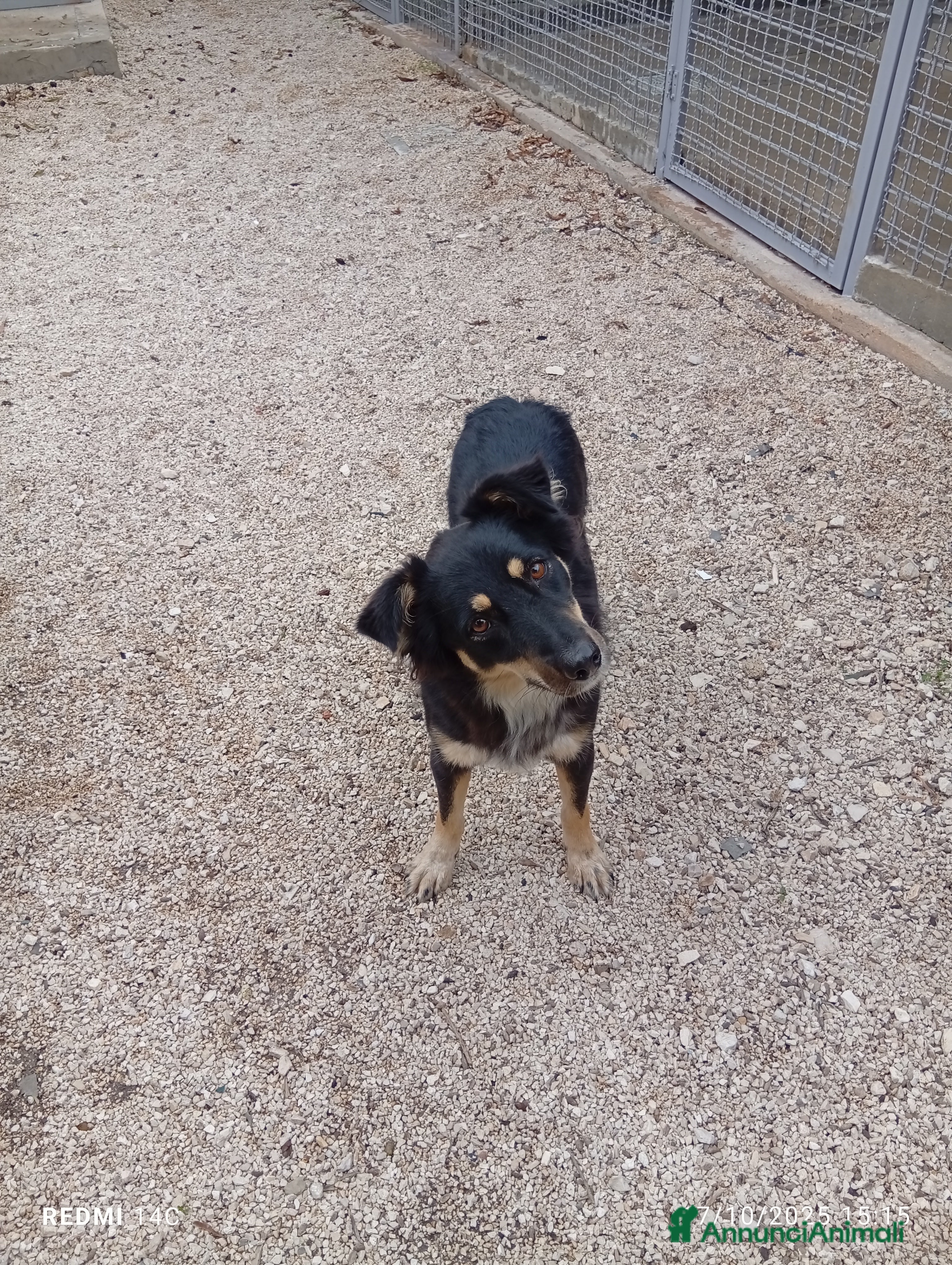 Meticcio cani Eden 3 anni dal divano alla gabbia  - Annuncio 2