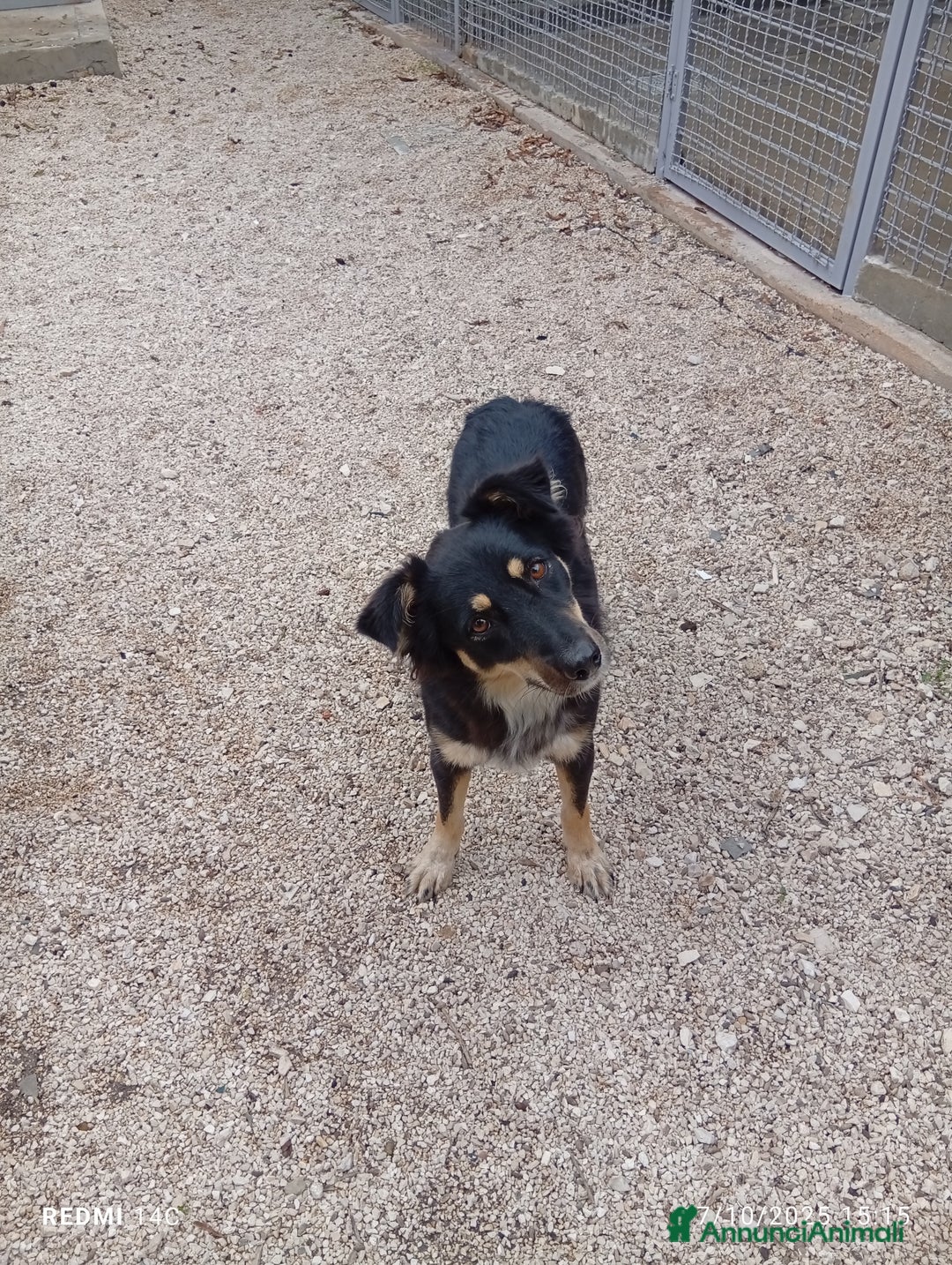 Meticcio cani in regalo: Eden 3 anni dal divano alla gabbia  - Annuncio 2