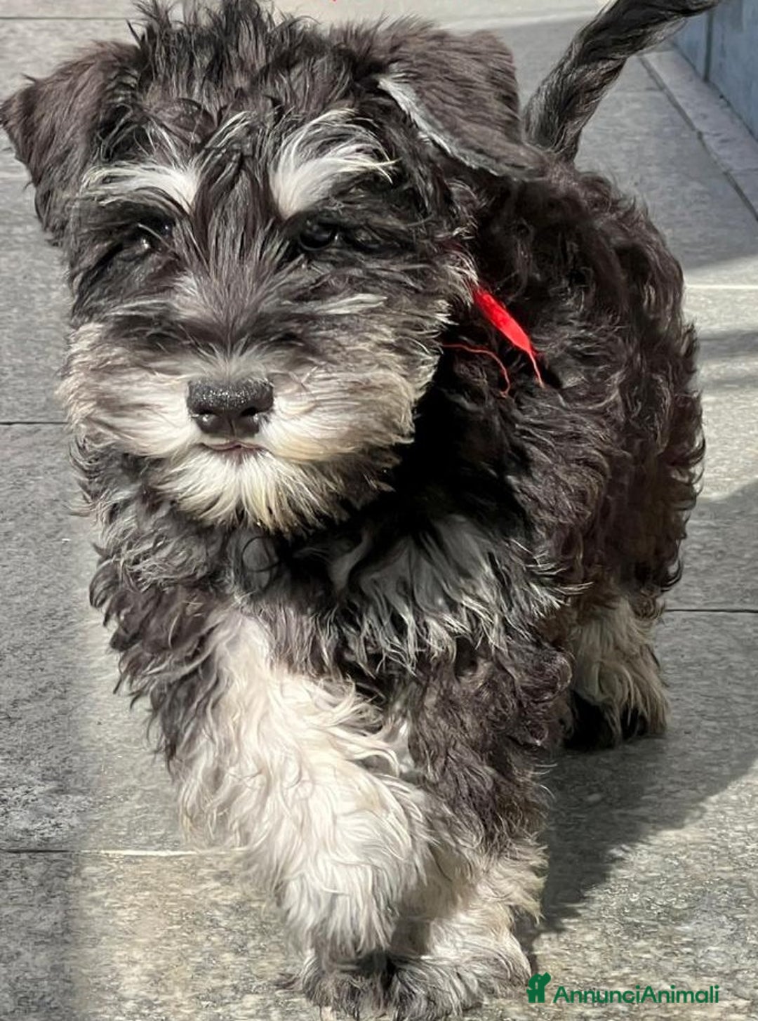 Mini Schnauzer cani in vendita: Cucciolata di schnauzer nani nero/argento a Provincia di Cuneo - Immagine 3