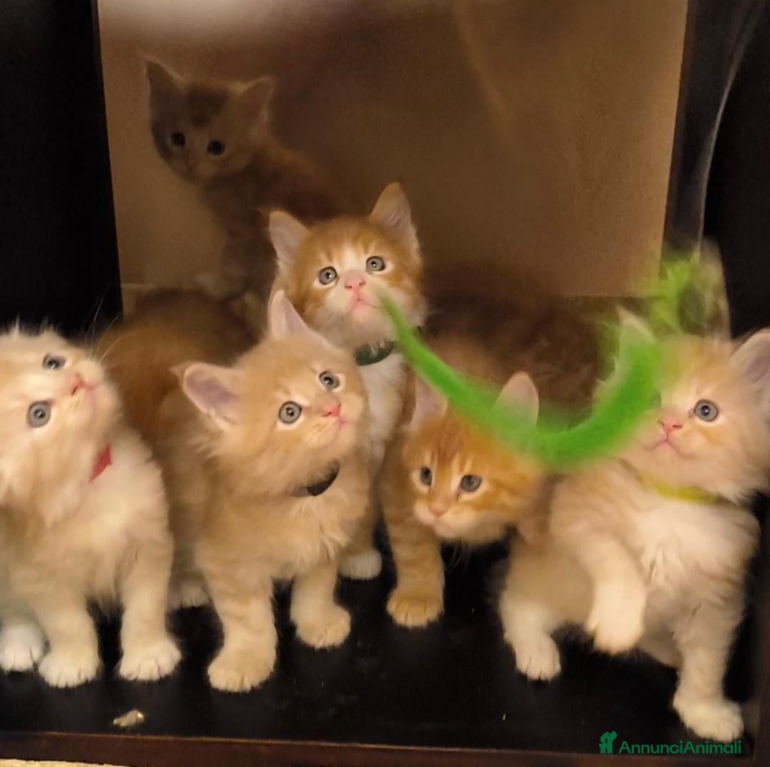 Maine Coon gatti Cuccioli Maine Coon - Annuncio 8