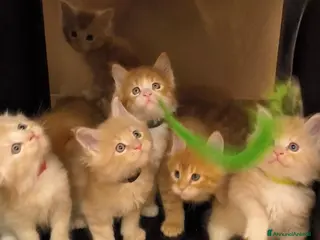 Maine Coon gatti Cuccioli Maine Coon - Annuncio 8