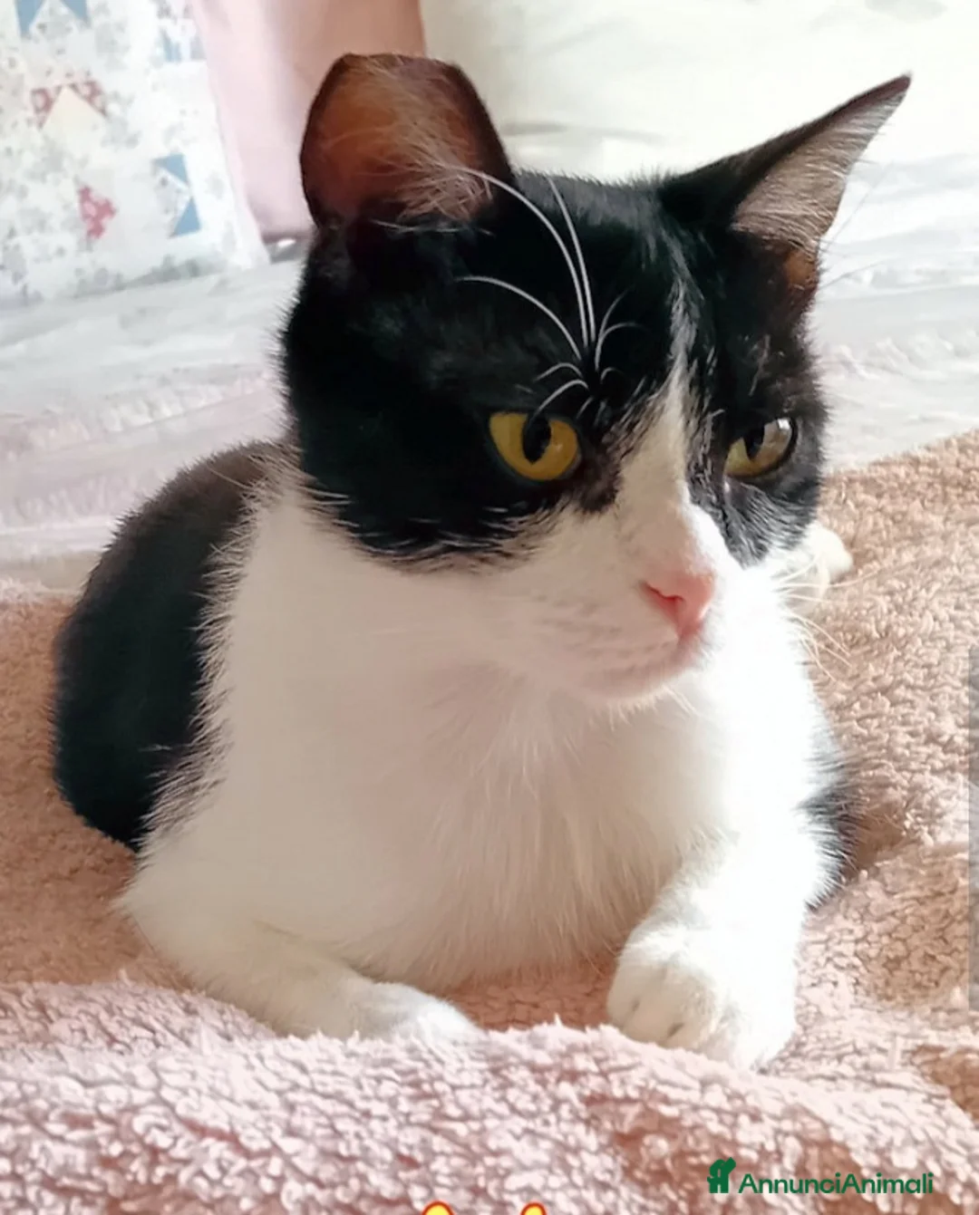 Europeo gatti in regalo: Micia 10mesi dolcissima aspetta 1adozione.ROMA a Città metropolitana di Milano - Annuncio 2