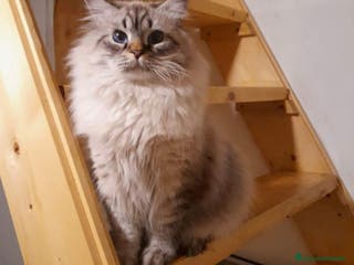 Siberiano gatti Siberiano Neva Masquerade per accoppiamento - Annuncio 2