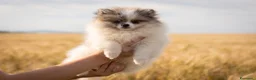 Volpino Pomerania cani in vendita: Cucciole di Pomerania  a Provincia di Cuneo - Annuncio 1
