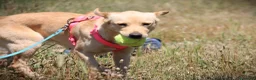 Meticcio cani in regalo: ✨ Venerdì ✨ - Annuncio 4