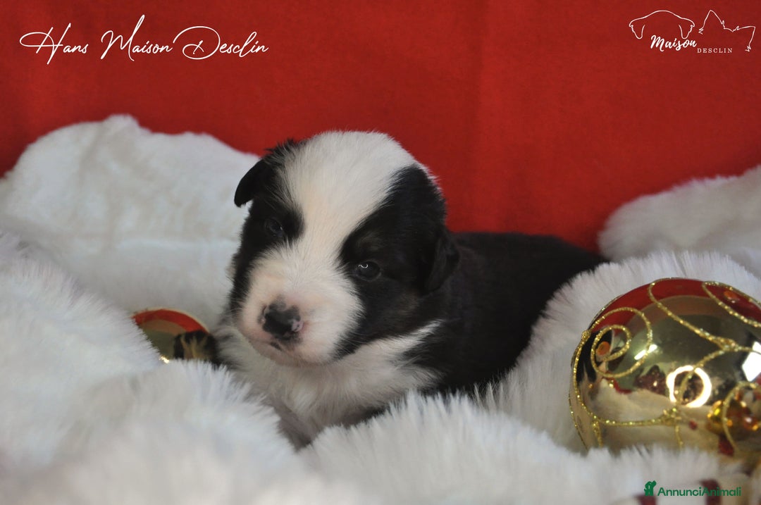 Australian Shepherd cani in vendita: Cuccioli Australian Shepherd - Annuncio 3