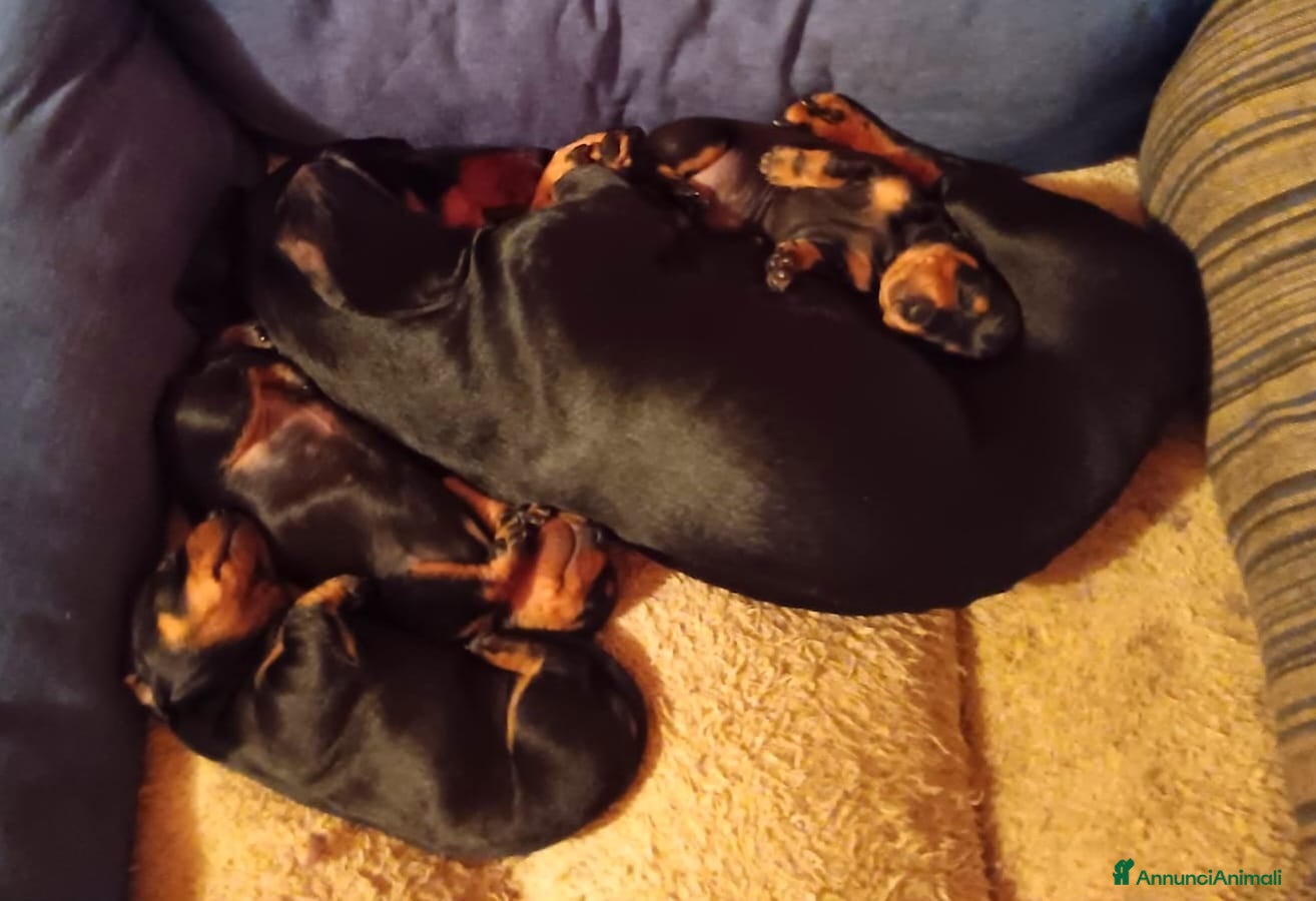 Bassotto cani BASSOTTO STANDARD A PELO LISCIO - Annuncio 1