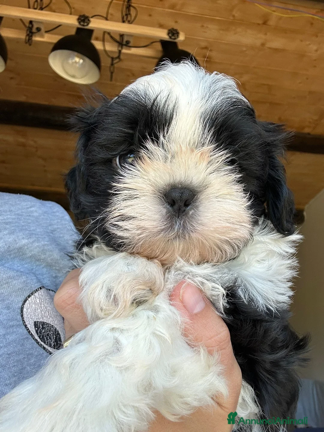 Shih Tzu cani in vendita: Cuccioli di Shi-tzu - Annuncio 1