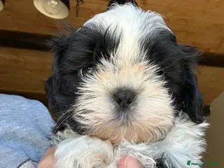 Shih Tzu cani Cuccioli di Shi-tzu - Annuncio 2