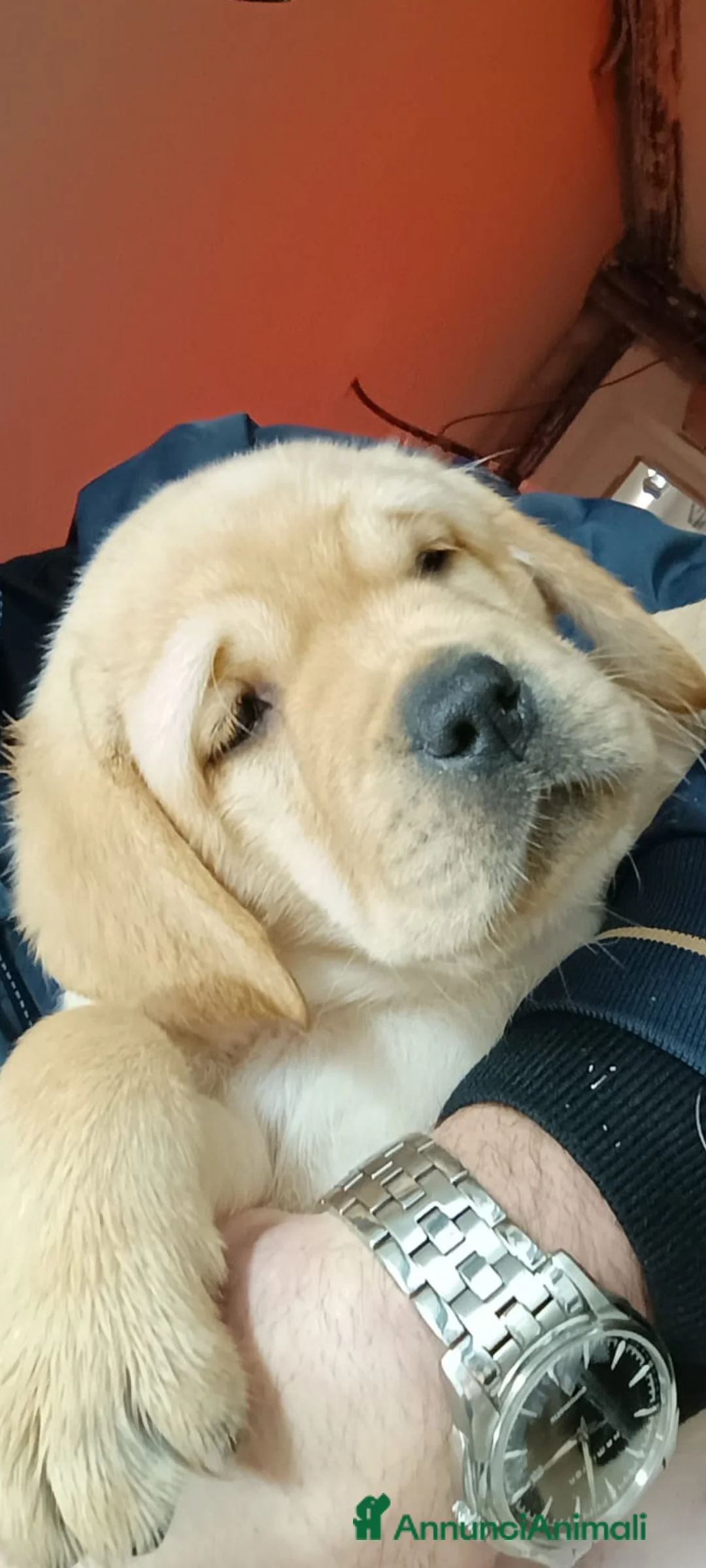 Labrador cani in vendita: Cuccioli Labrador Retriever gialli con pedigree  - Annuncio 6