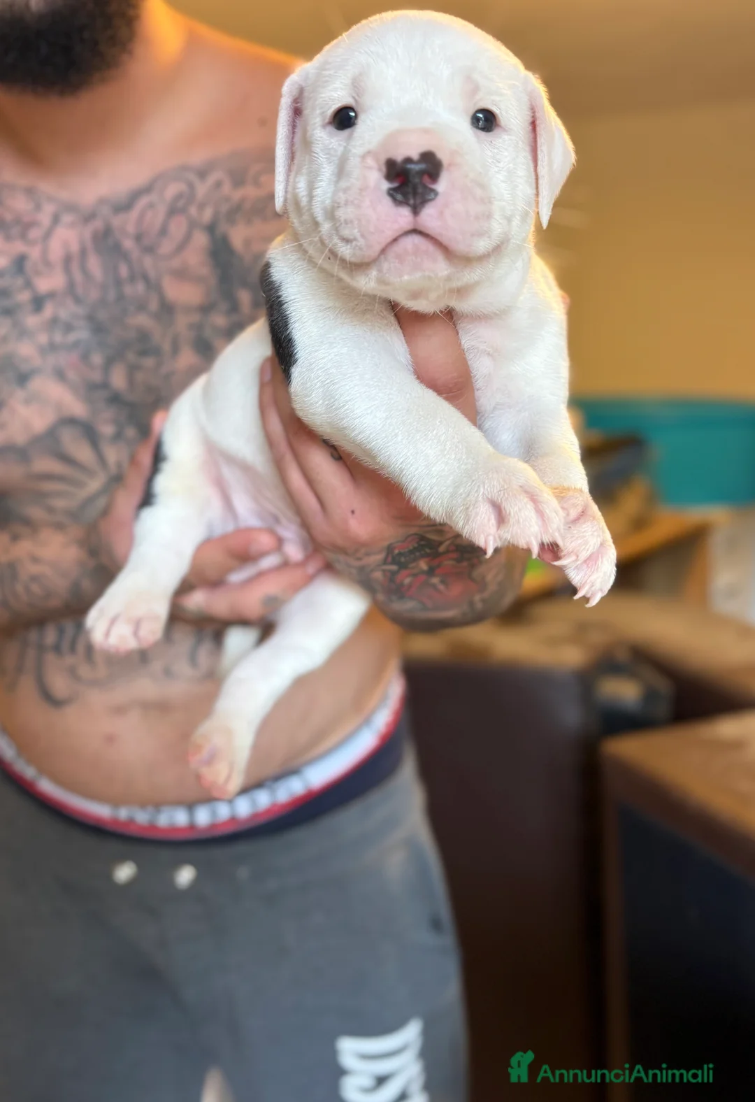 Pitbull cani in vendita: pitbull ukc black nose - Annuncio 1