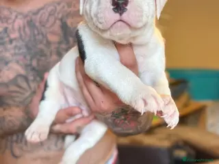 Pitbull cani pitbull ukc black nose - Annuncio 4