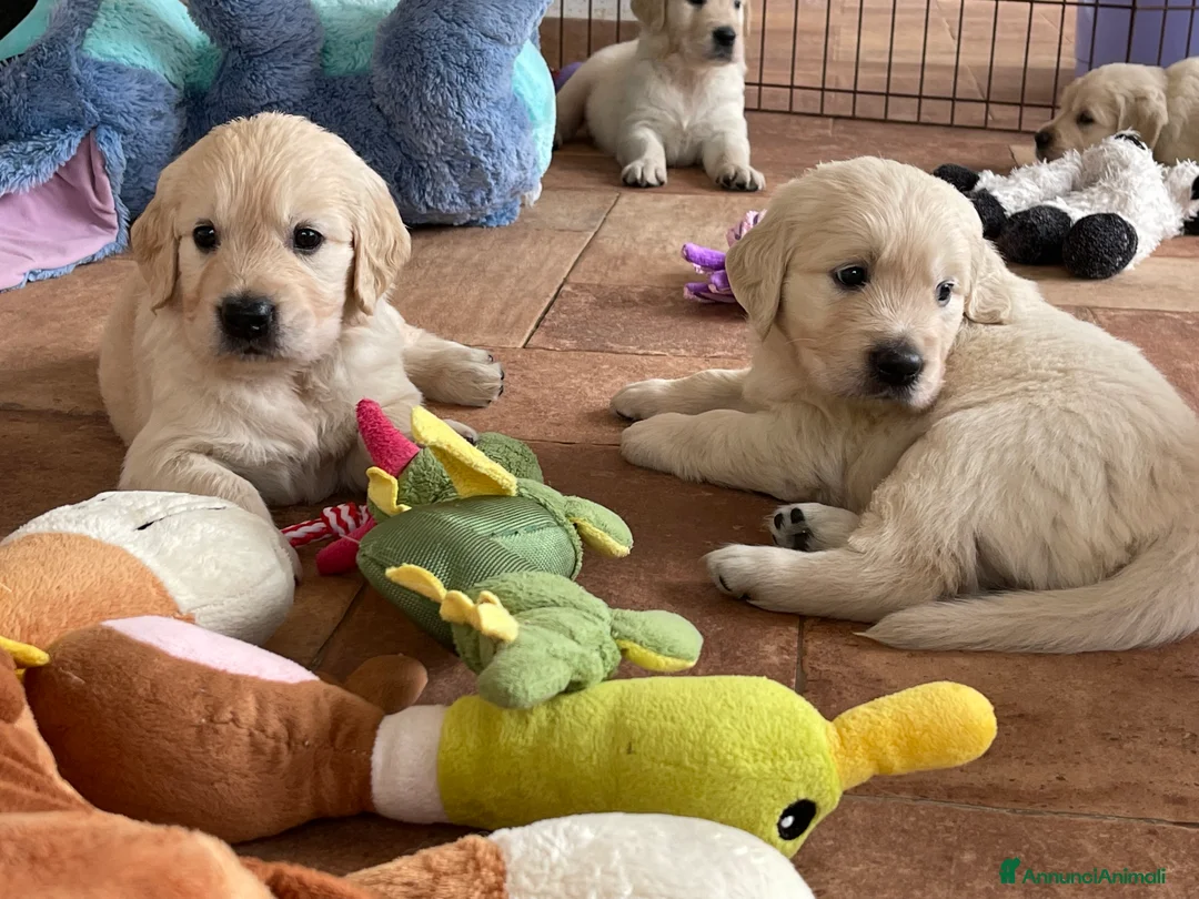 Immagine della galleria {{count}}