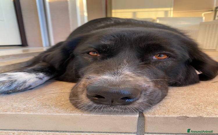 Pastore Tedesco cani - Annuncio 12