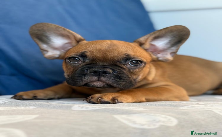 Bulldog Francese cani a Città metropolitana di Roma Capitale - Annuncio 6