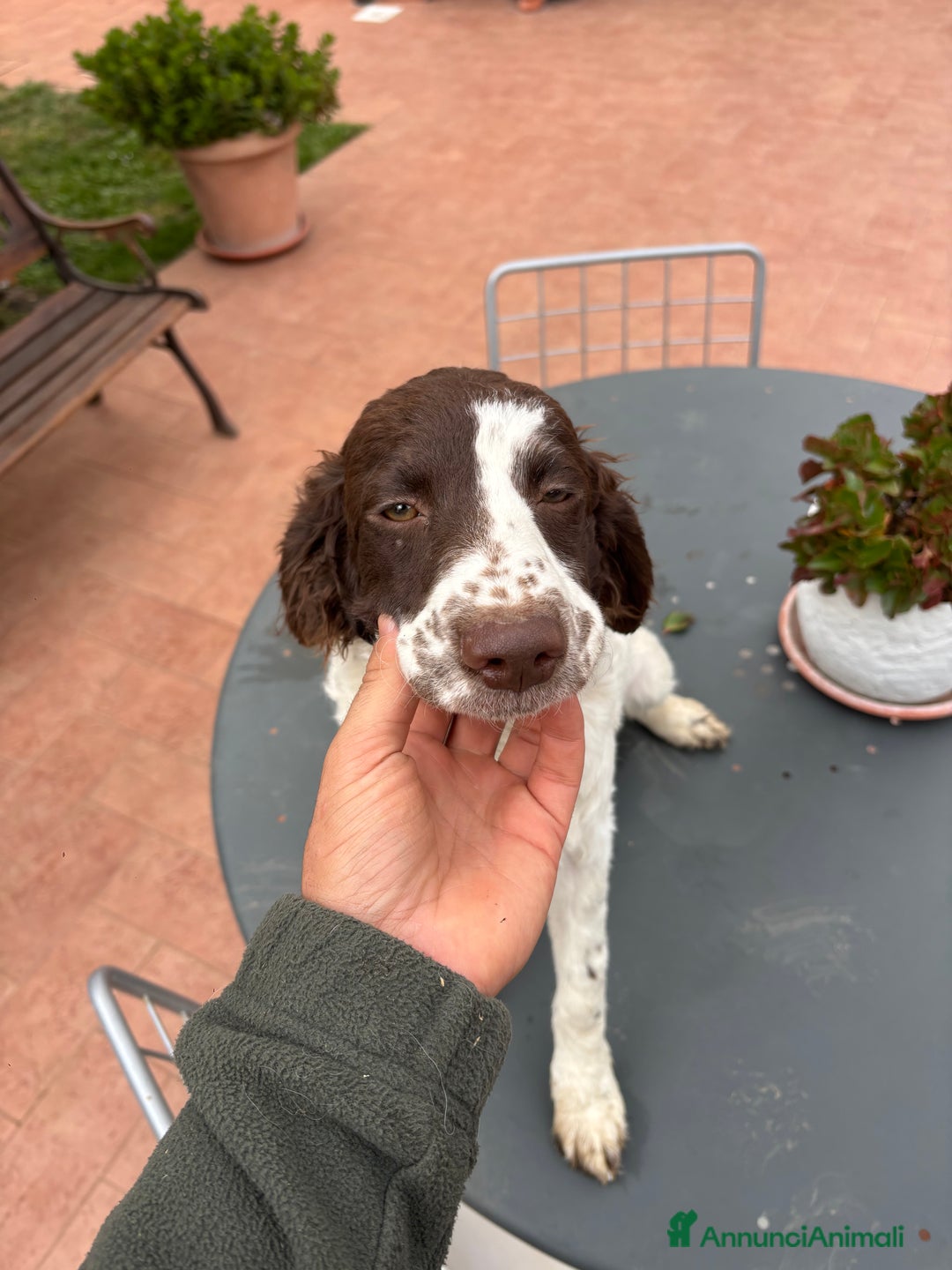 Meticcio cani in vendita: Vendita cani da tartufi  - Annuncio 5