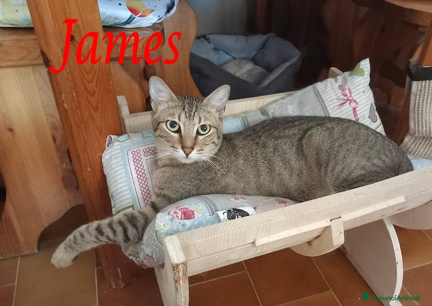 Europeo gatti JAMES adorabile gattino in adozione! - Annuncio 4