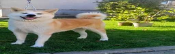 Akita Inu cani in vendita: Cuccioli di Akita Inu - Annuncio 2
