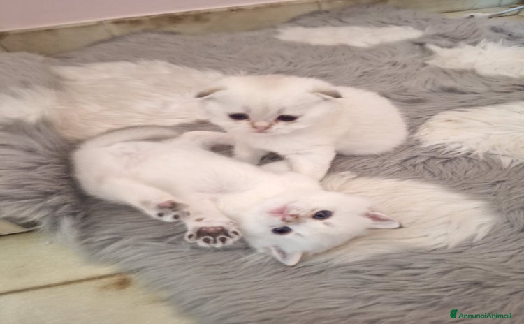 Scottish gatti a Provincia di Benevento - Annuncio 10