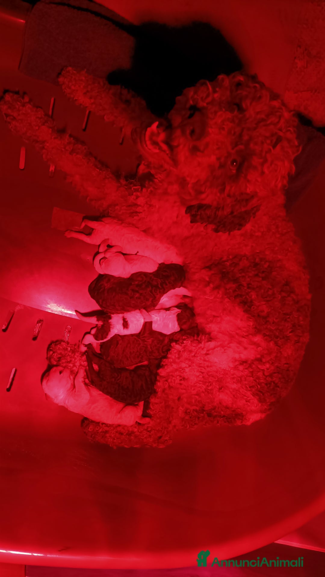 Lagotto cani in vendita: Cucciola di Lagotto Romagnolo con Pedigree  a Provincia di Chieti - Immagine 8