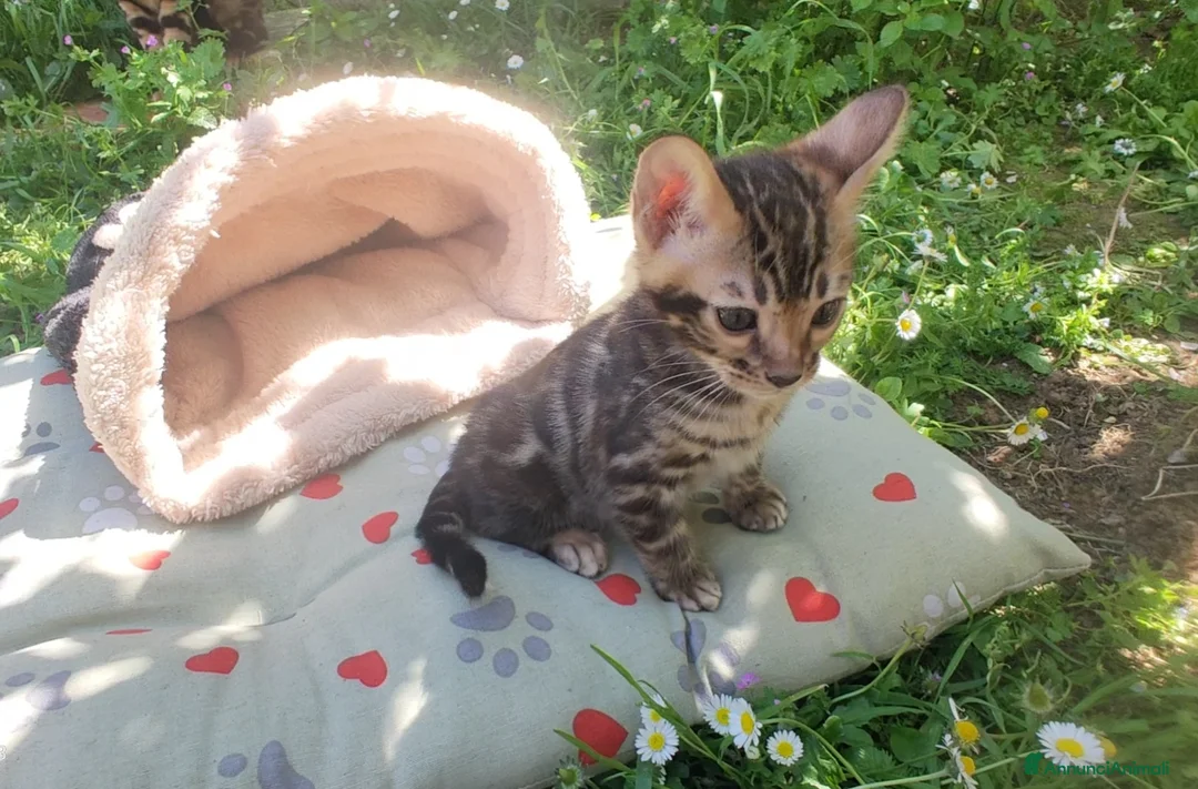 Bengala gatti in vendita: Gattini Bengala  Disponibile subito, alta qualità  - Annuncio 1